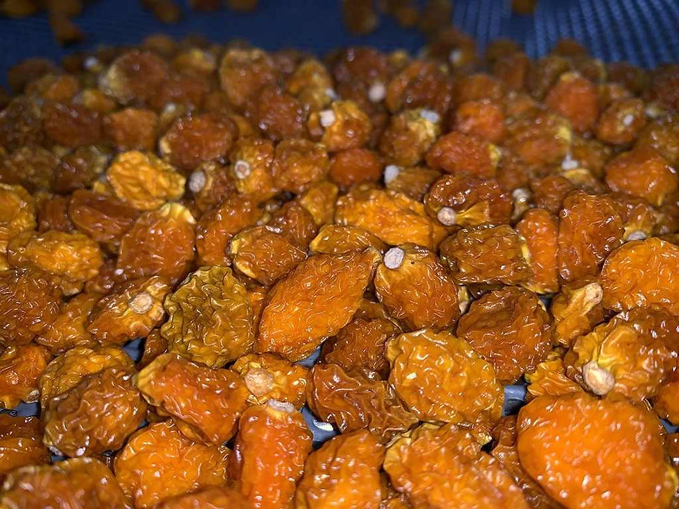 AGUAYAMANTO DESHIDRATADO