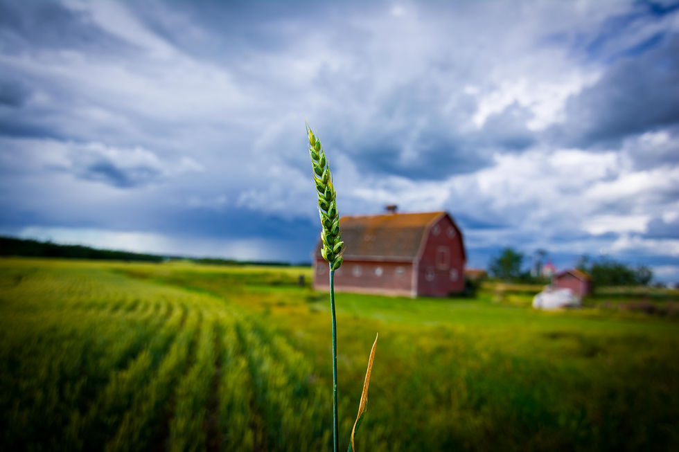 Rural Farms & Barns