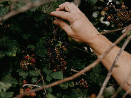 A close up of someone foraging blackberries in the hedgerow