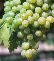 Inzolia (Ansonica)