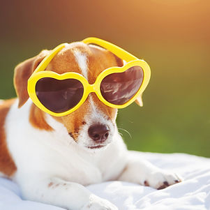 Dog sunning in glasses, hidden eyes, soft focus..jpg