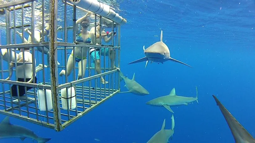Shark Cage Diving South Africa