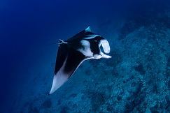 Manta ray