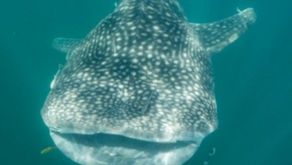 Citizen science helps track persistent threats to whale sharks