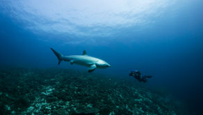 An Expedition to Remember!