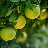 Close up shot of unripe green oranges ha
