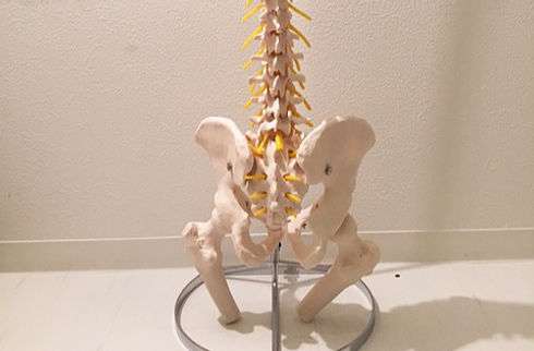 骨盤の模型