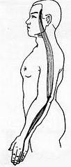 経筋 男性 イラスト