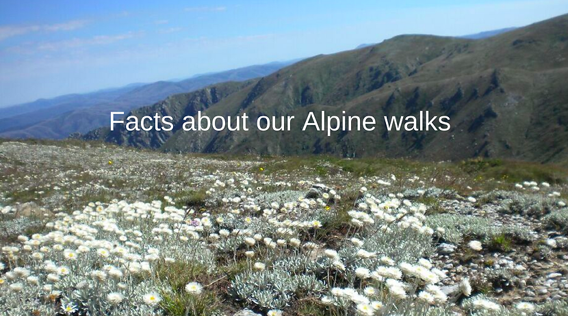 Joanne Antoun Journeys with Joanne and transform