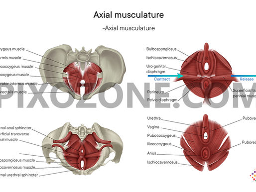 Medical Illustration Axial Musculature