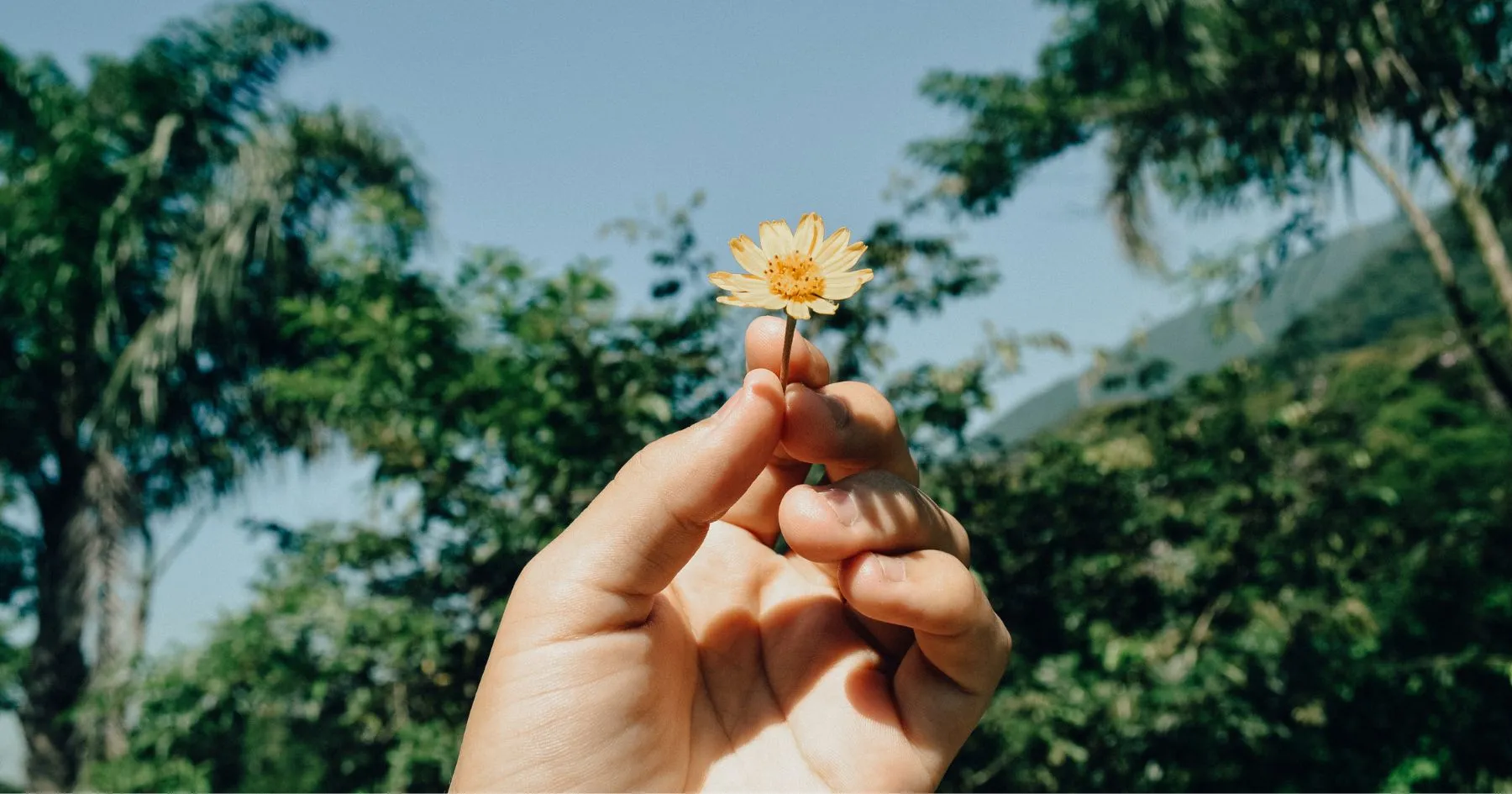 hand holding small yellow flower