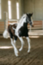 BP horse.jpg