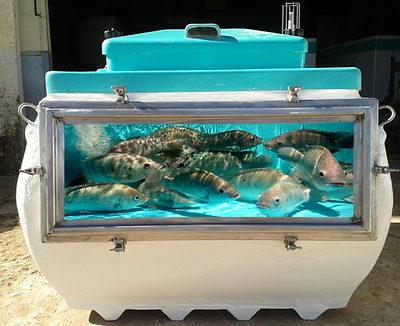 Caixa para Transporte de Peixe Vivo com Visor.