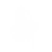 butterfly-white.png