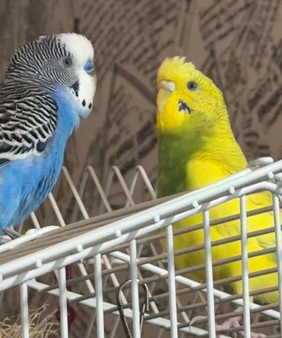 blue budgie and yellow budgie interacting atop their cage