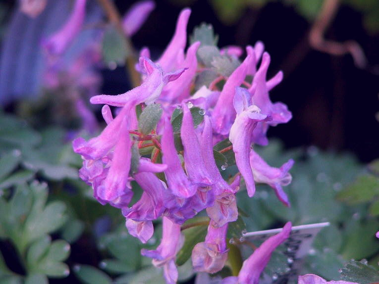 corydalis solida purple bird