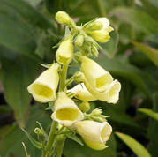 digitalis ambigua