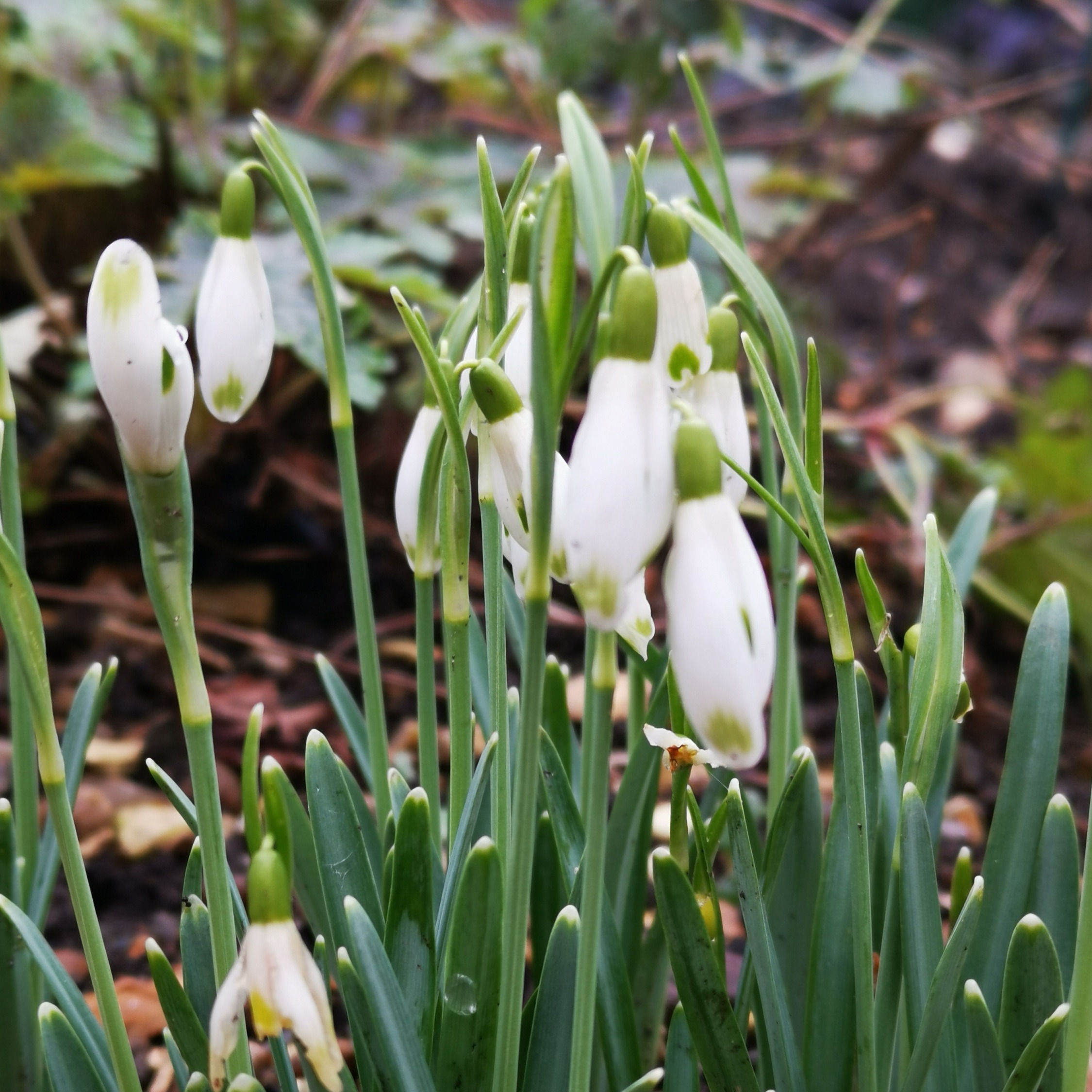 Galanthus nivalis Elfin