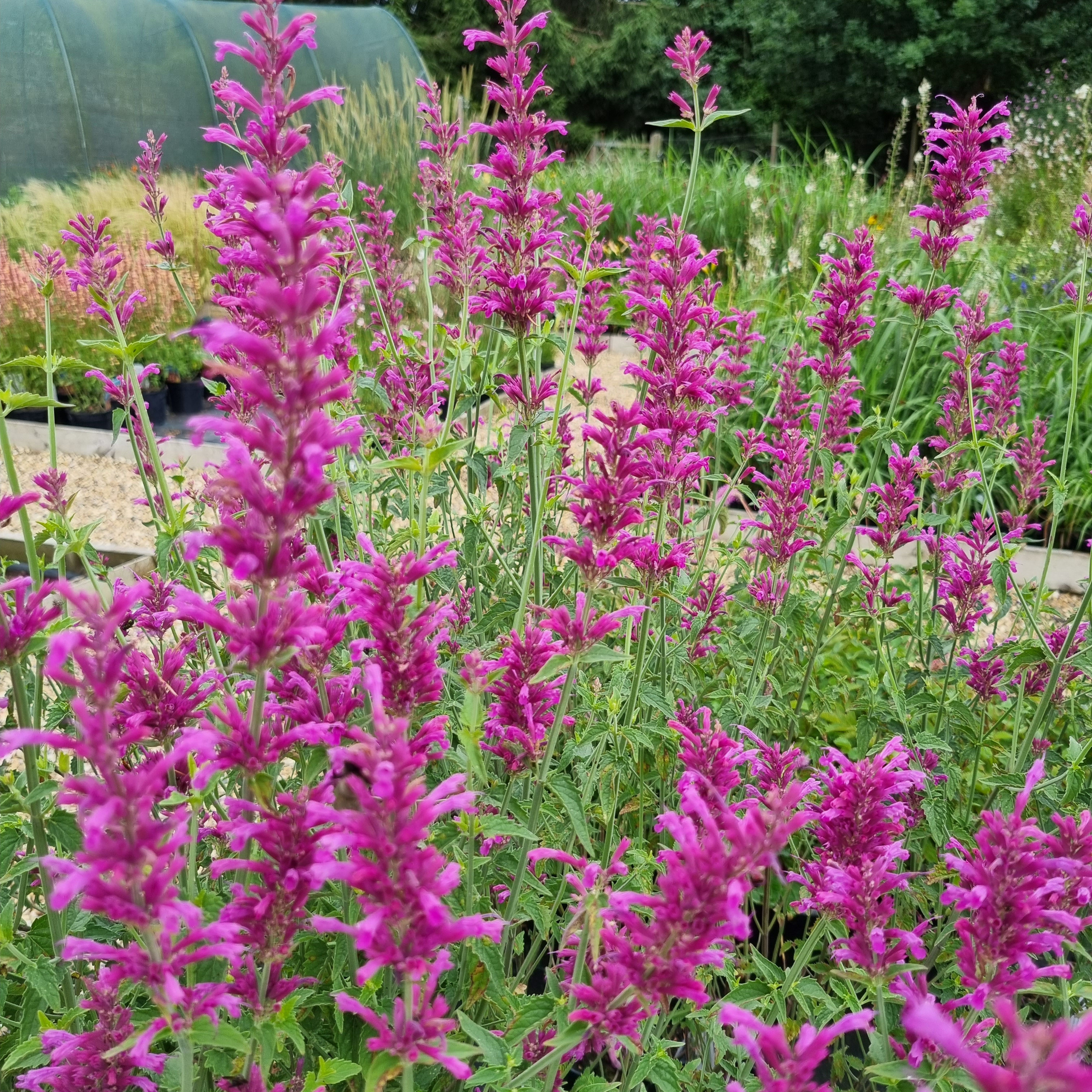 Agastache Heatwave