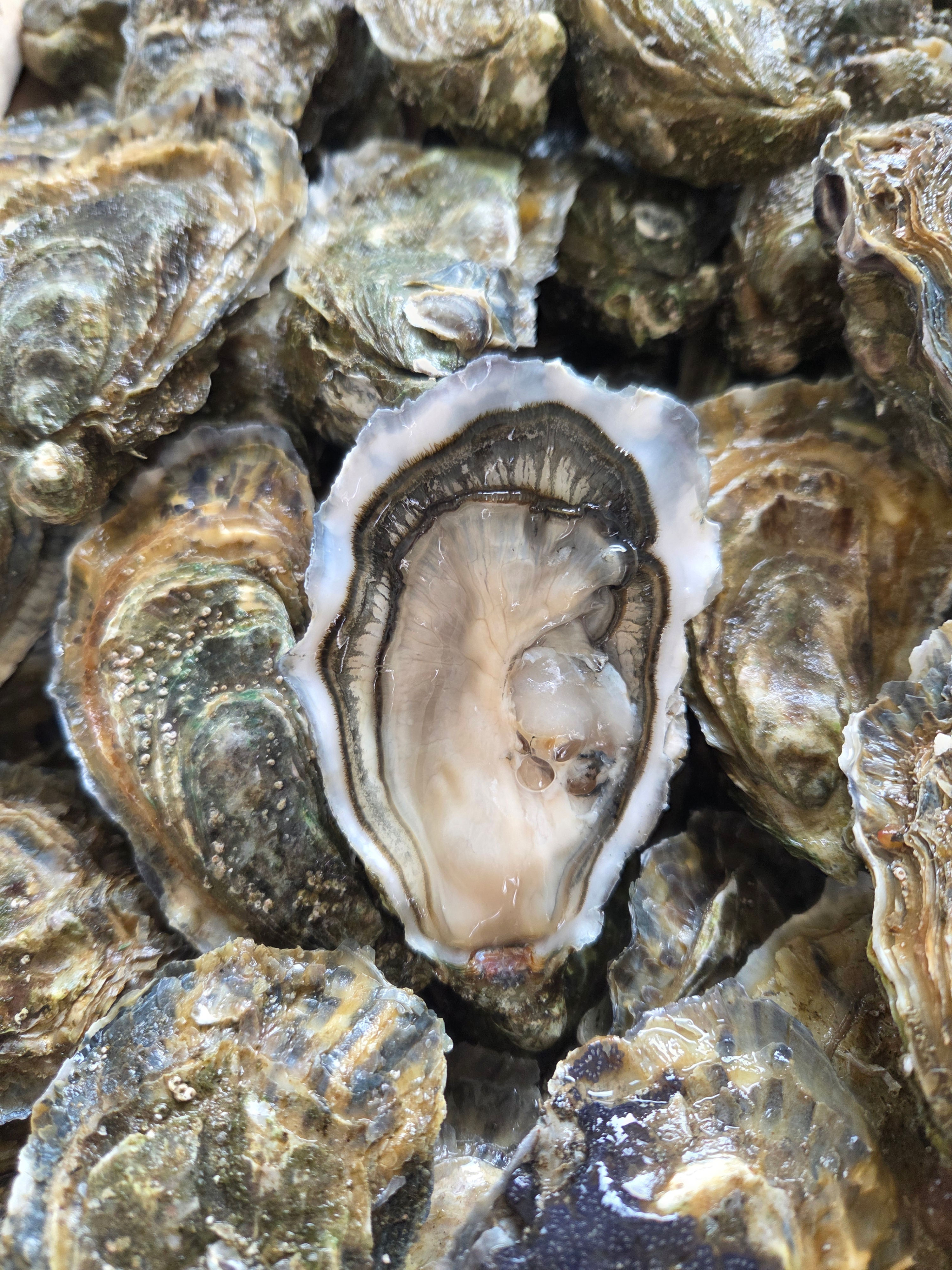 Huîtres spéciales n°2