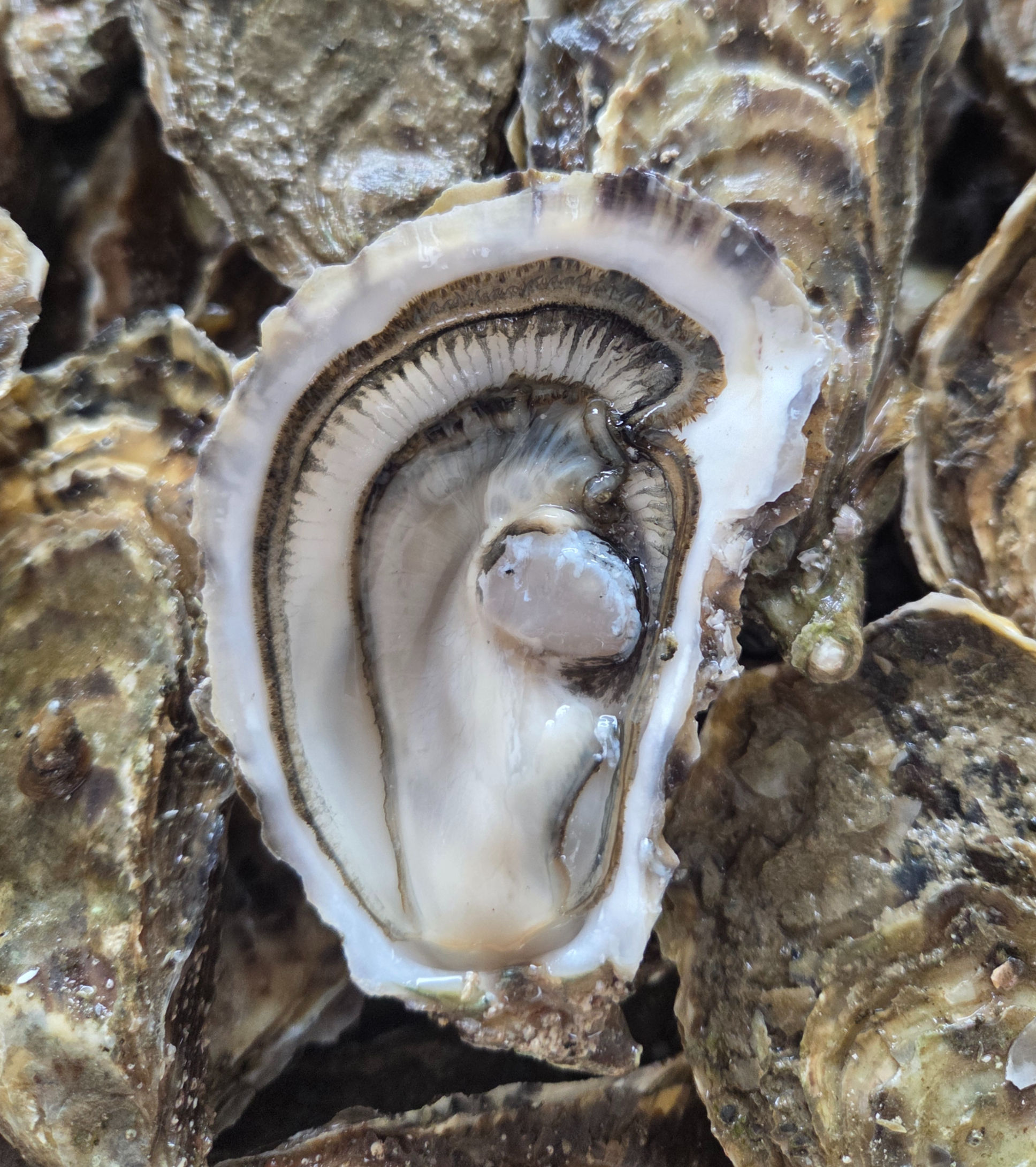 Huître fine de claire n°2