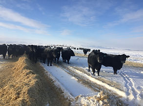 Black Cows