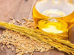 Project Profile: Rice Bran Oil Manufacturing Unit