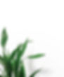 plant in MBC office