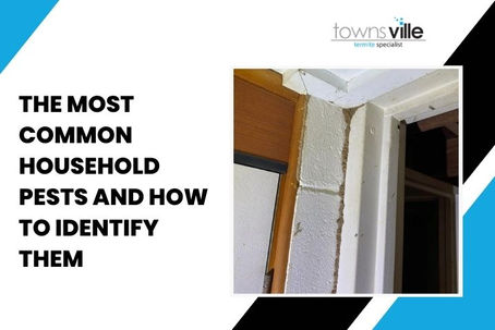 The Most Common Household Pests and How to Identify Them