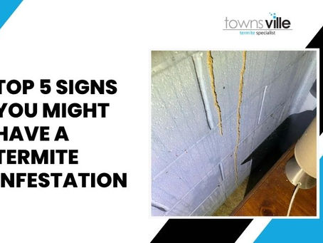 Top 5 Signs You Might Have a Termite Infestation