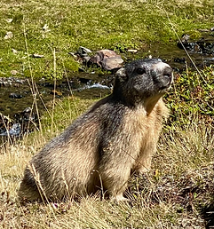 marmotte Cambre d'Aze
