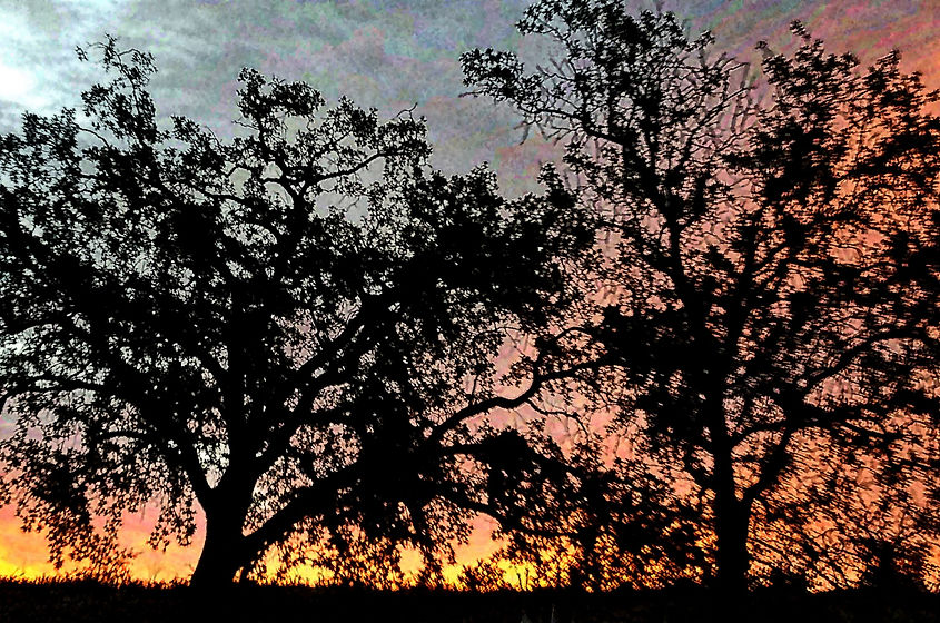 oak-trees-in-sunrise-1481343332kjv.jpeg