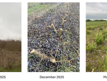 Lodge Farm Project Update 2026