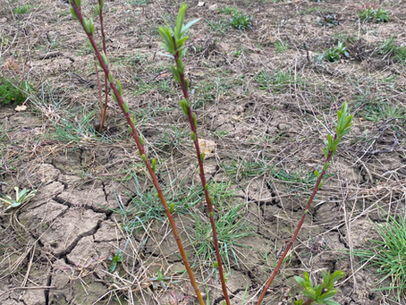 Willow Project – Winter 2024/25 Update