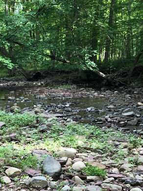 A New Jersey stony creek in summer