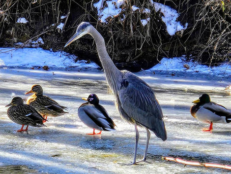 Various ducks and birds on frozen ground