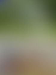 River Drive in Titusville on yard sale day