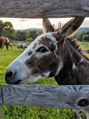 Spring Photography display