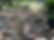 landscape2before.JPG