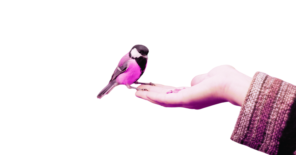 Hand coming out of the right hand side of the screen holding a small pink bird