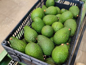 Preparing the Brazilian Hass Avocados Campaign