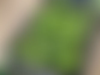 Preparing the Brazilian Hass Avocados Campaign