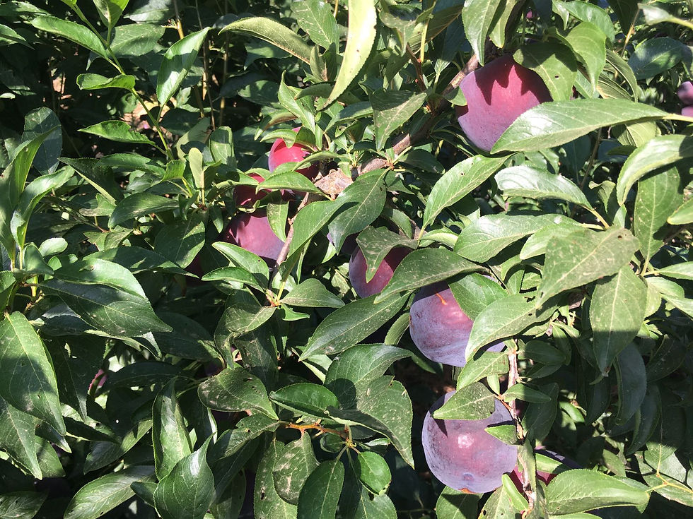 5dee86d0-1329-497c-a1d8-4644a2fd601e