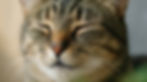 Feline Wellbeing Program