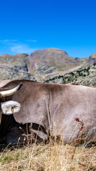 The brown cow dominates the Andorran valleys
