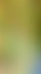 The tobacco's manufacture, a production full of tradition and of a huge economic impact