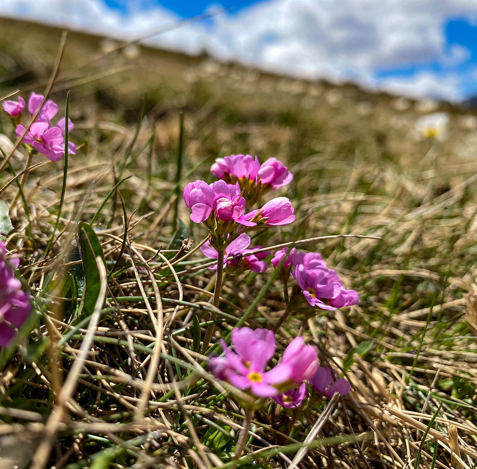flor rosa de las montañas de andorra