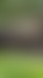 Don Pernil, a renewed tradition in Santa Coloma