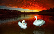 Mute-Swans-2.jpg