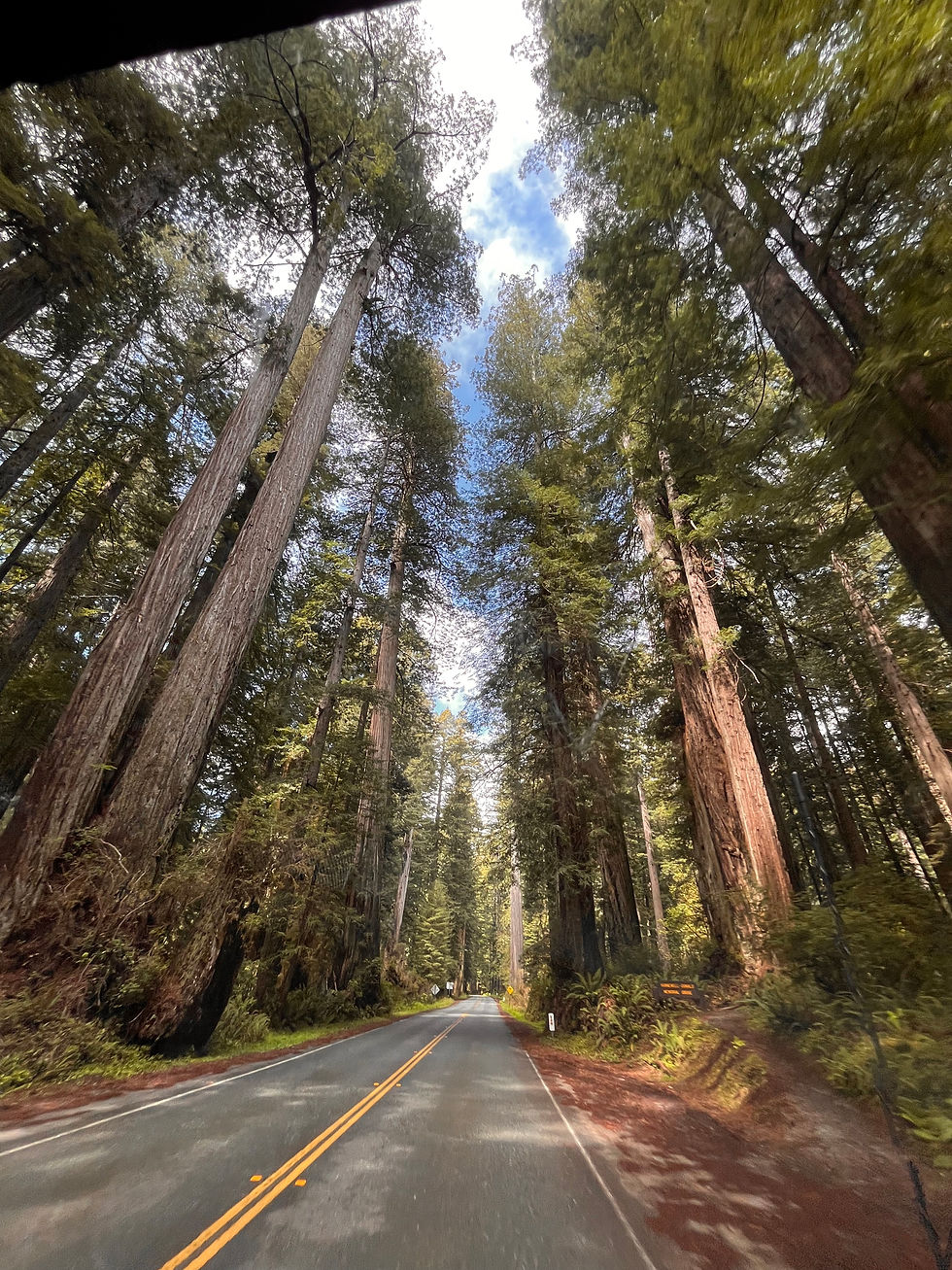 Last Leg! Wright’s Beach and Redwood National Park!